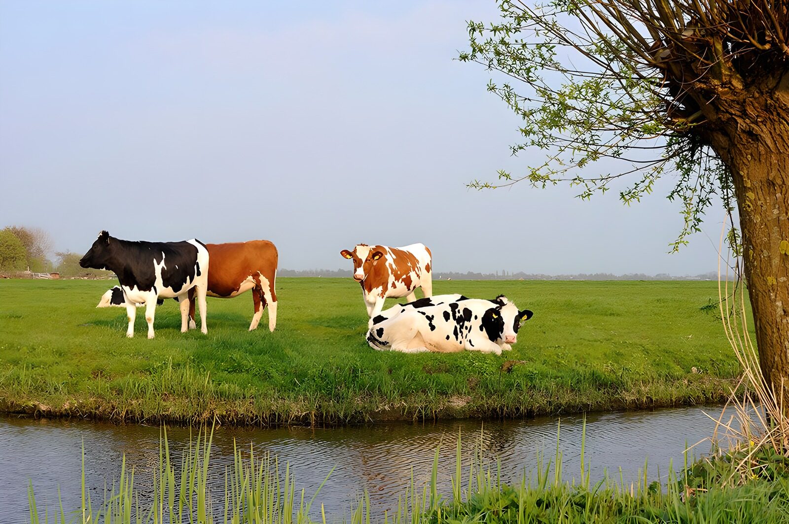 TPES83212: Vacas junto al canal en un prado verde