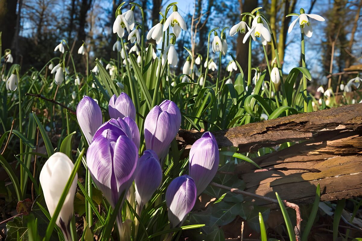Crocus y campanillas de invierno al sol