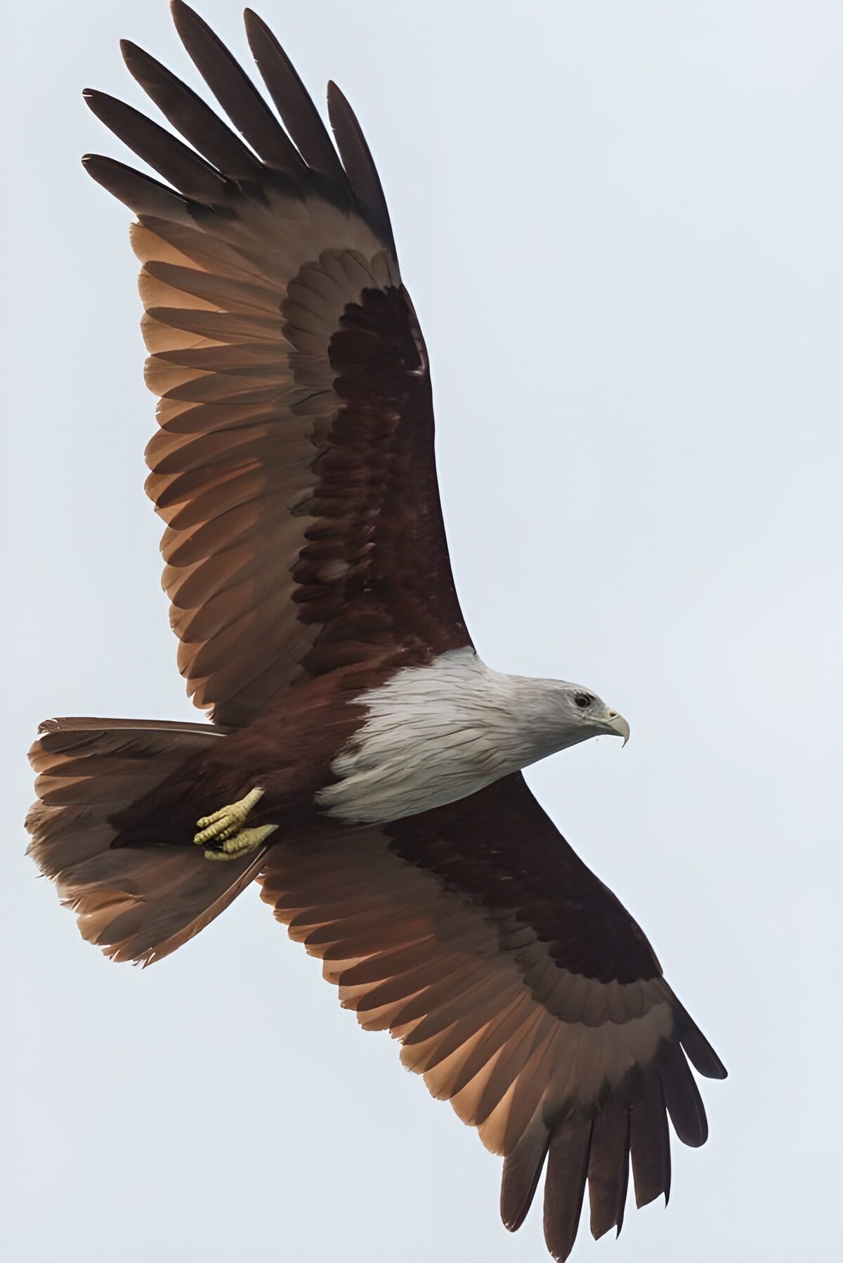 Águila de cabeza blanca en pleno vuelo