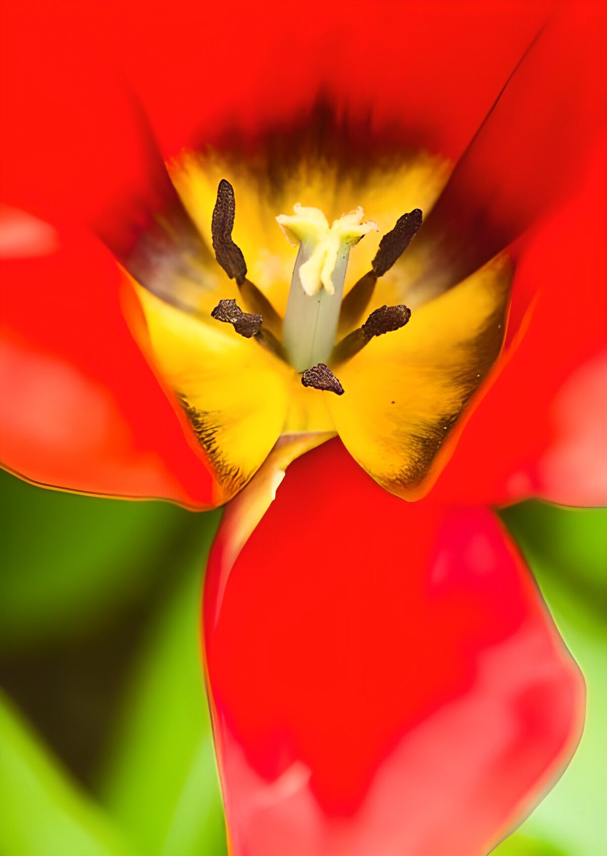 Tulipán rojo abierto a la luz