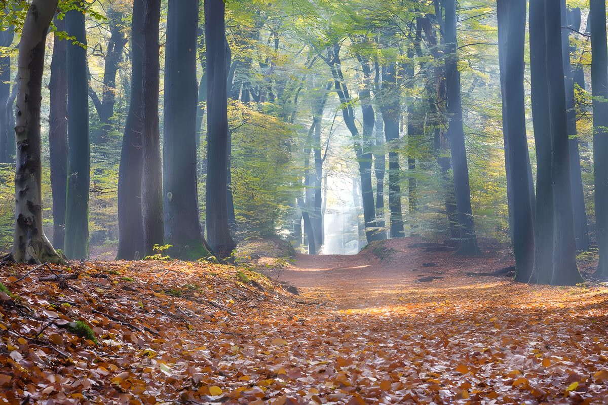 Sendero otoñal entre árboles y niebla