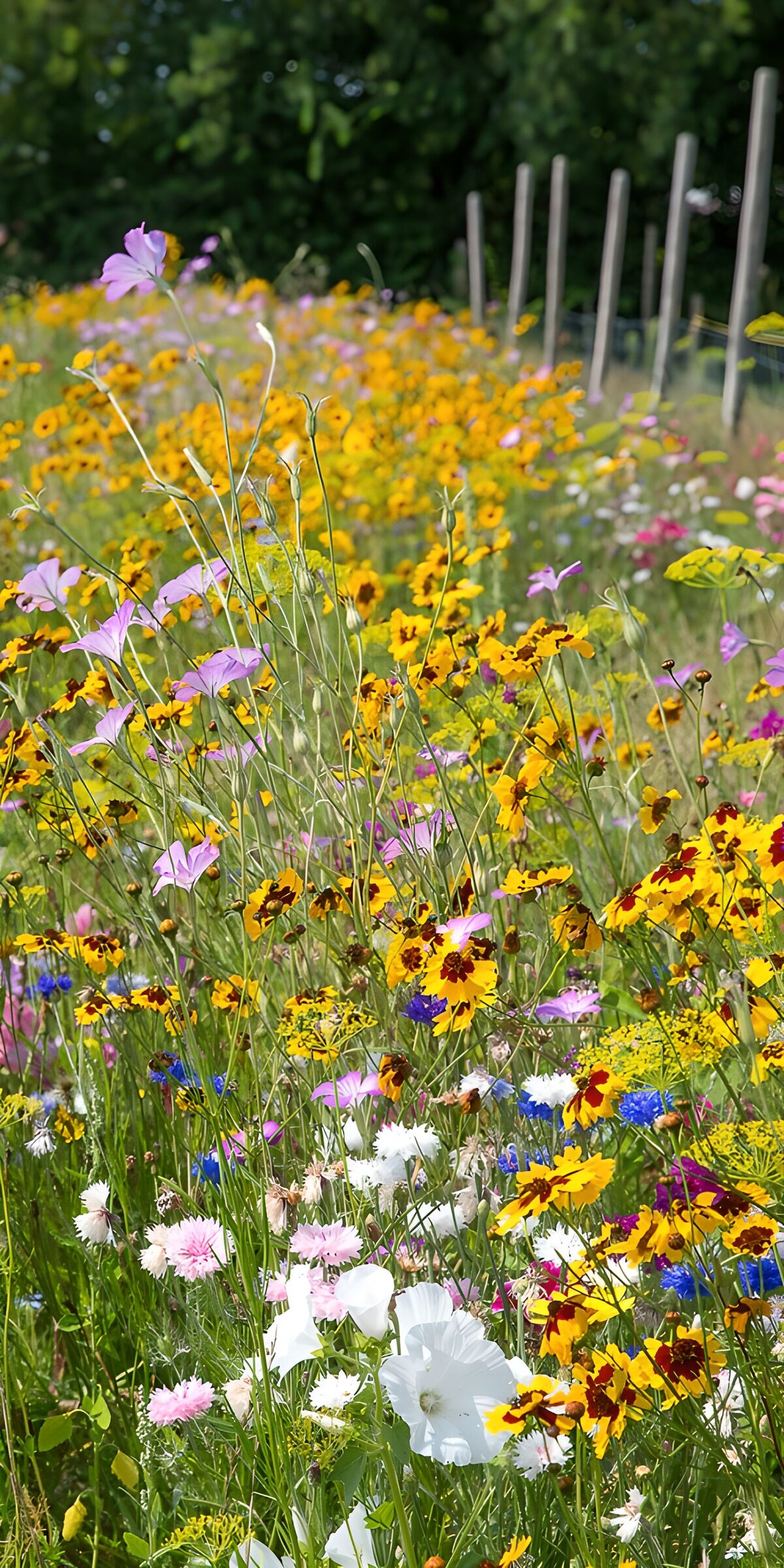 TPES16449: Flores amarillas y blancas al sol