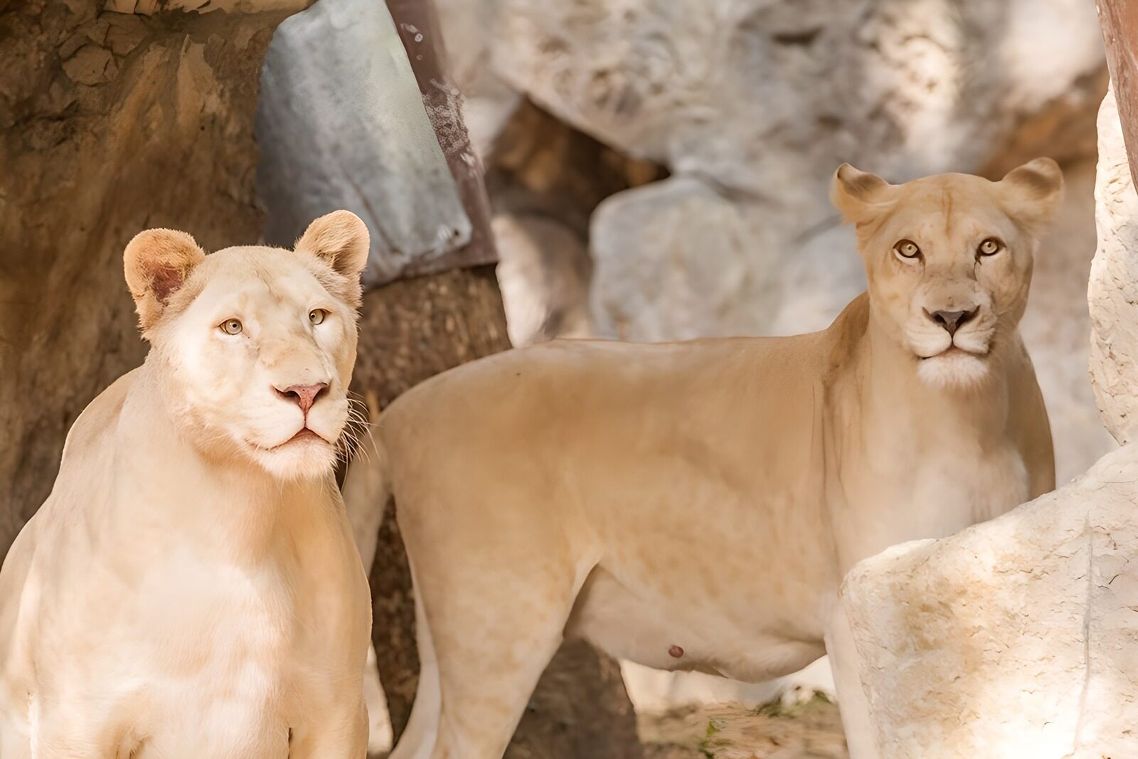 TPES32027: Dos leones blancos en calma entre rocas