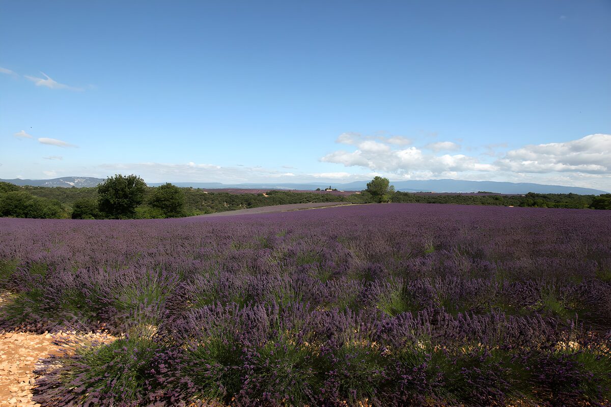 Donde la lavanda se encuentra con el cielo