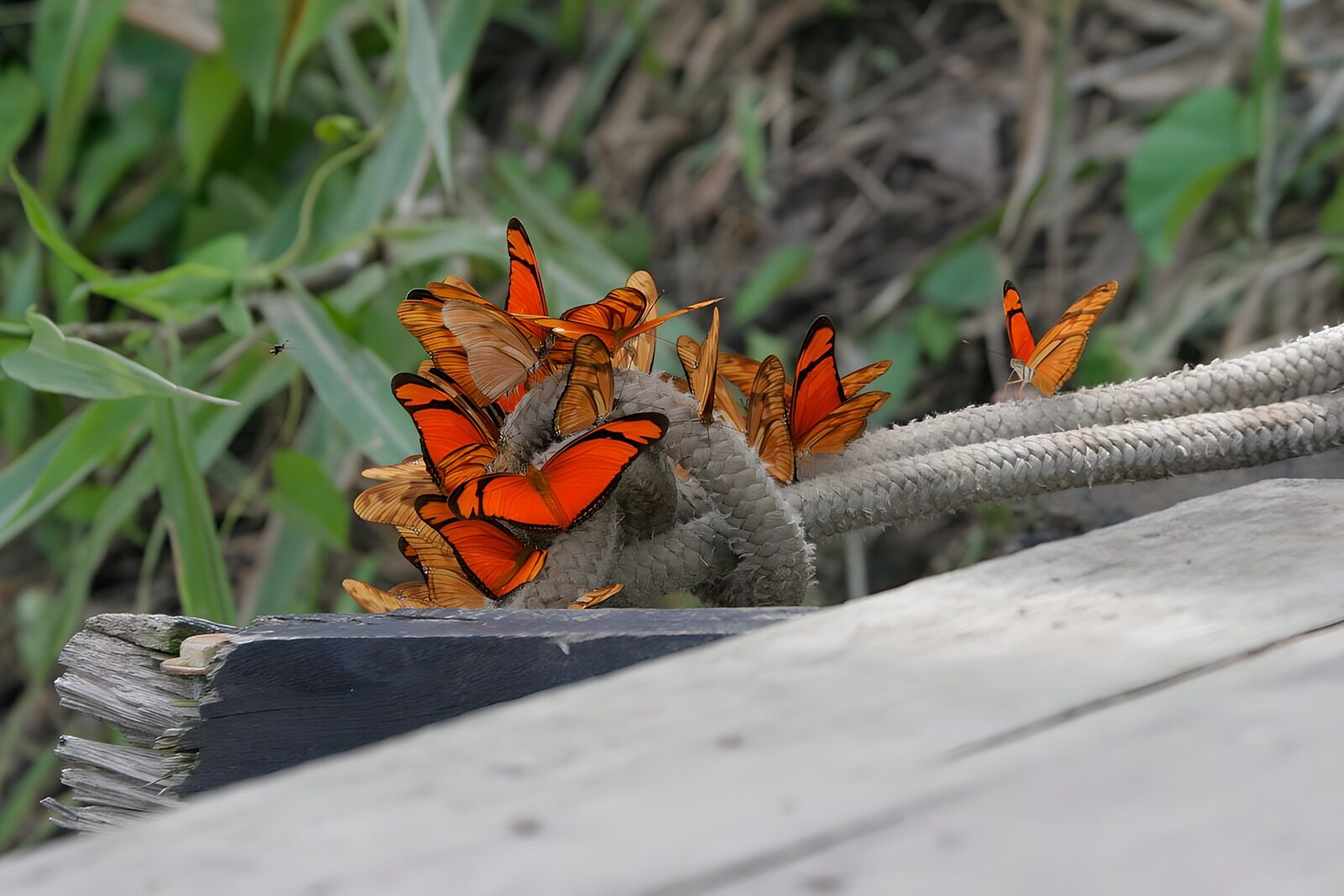 TPES95669: Mariposas naranjas sobre un nudo