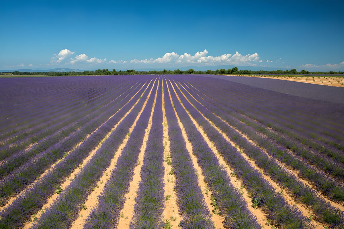 La lavanda se pone en fila