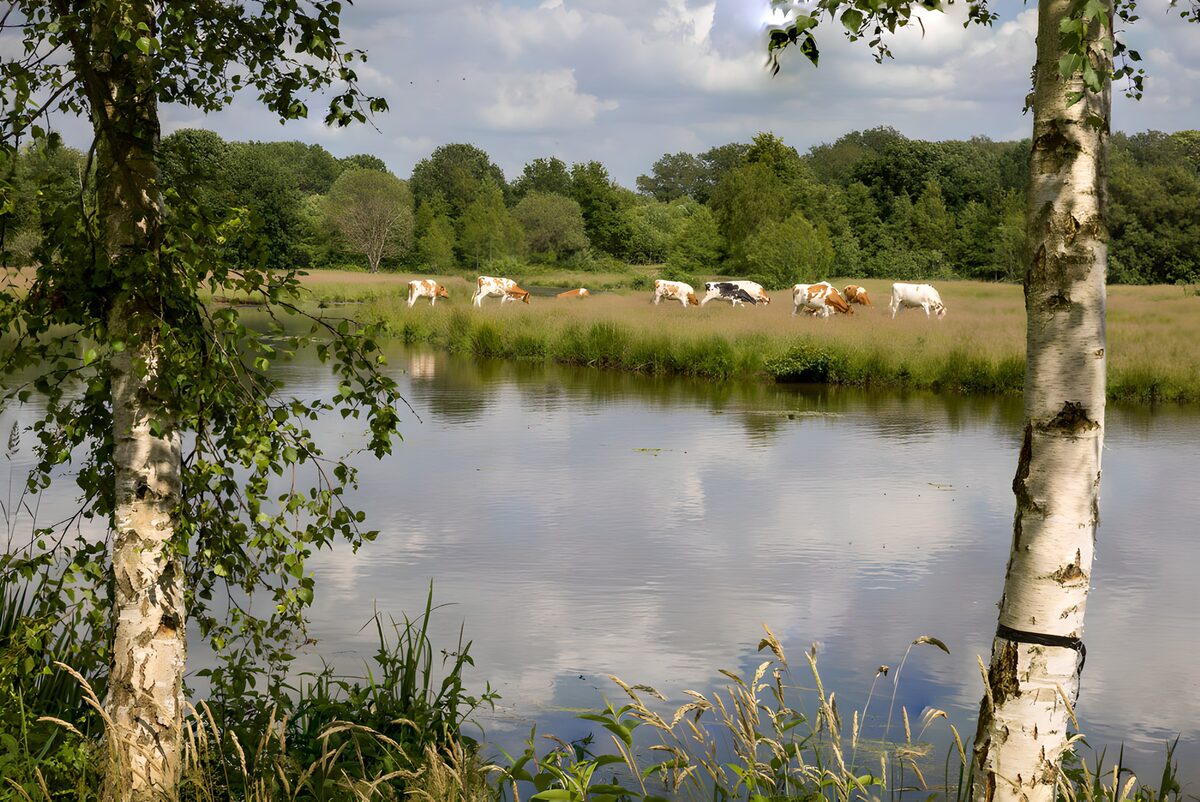 Vacas pastando junto al agua en calma