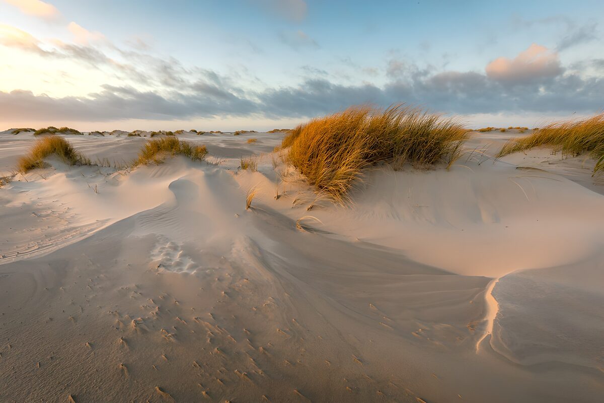 Dunas de arena y hierba dorada