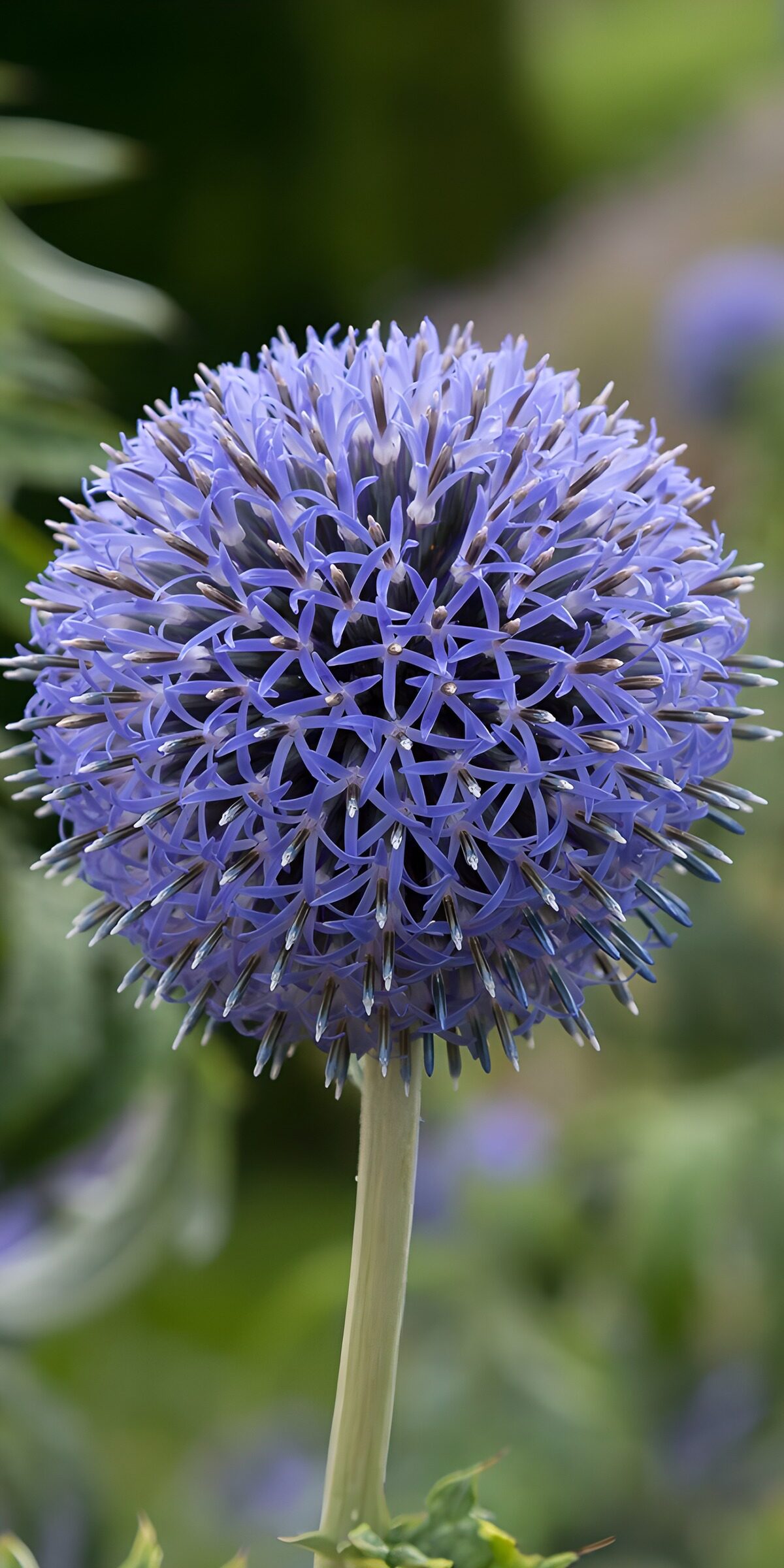 TPES97319: Flor esférica azul entre verdes suaves