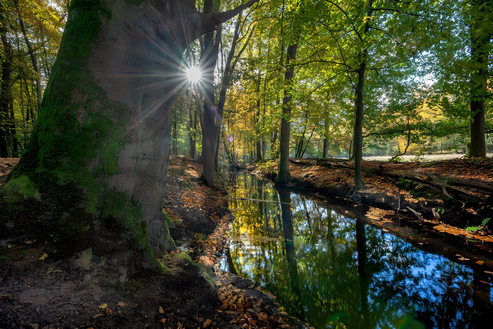 TPES39716: Arroyo de otoño entre raíces y reflejos