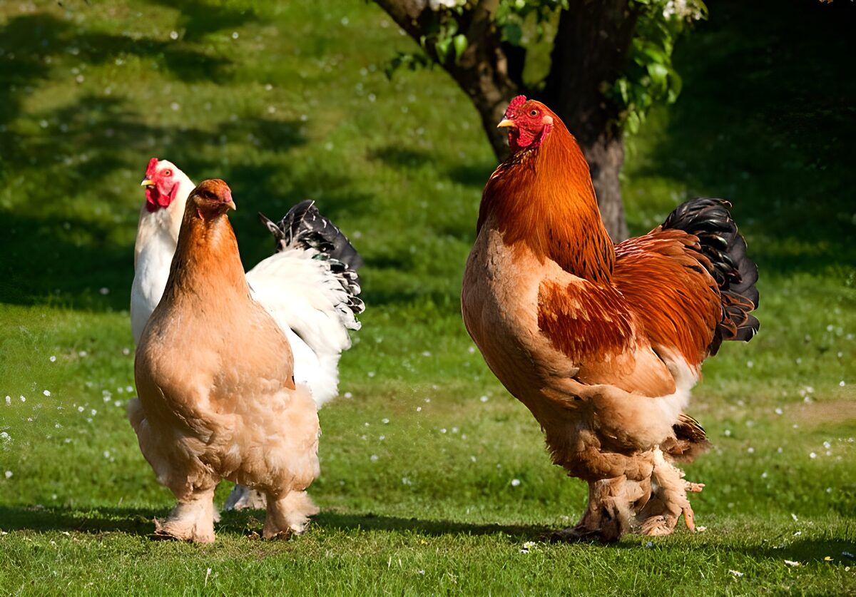 Gallo y dos gallinas al sol
