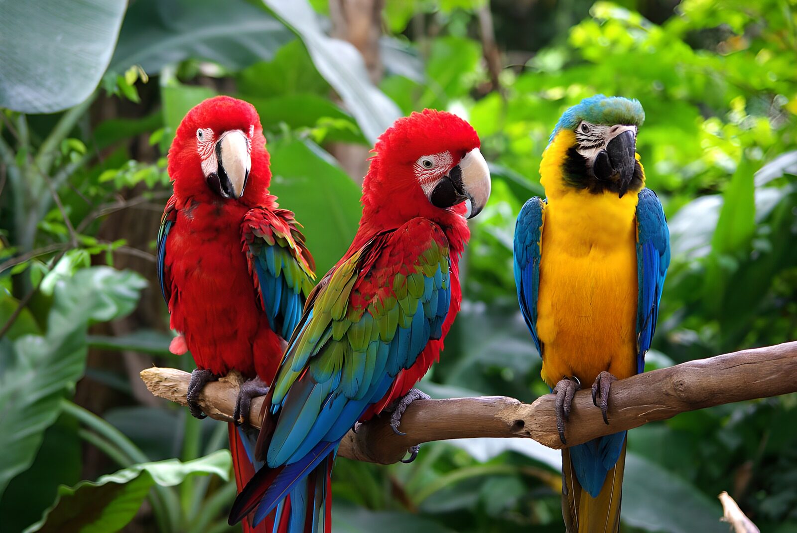 TPES92788: Tres guacamayos posados en una rama