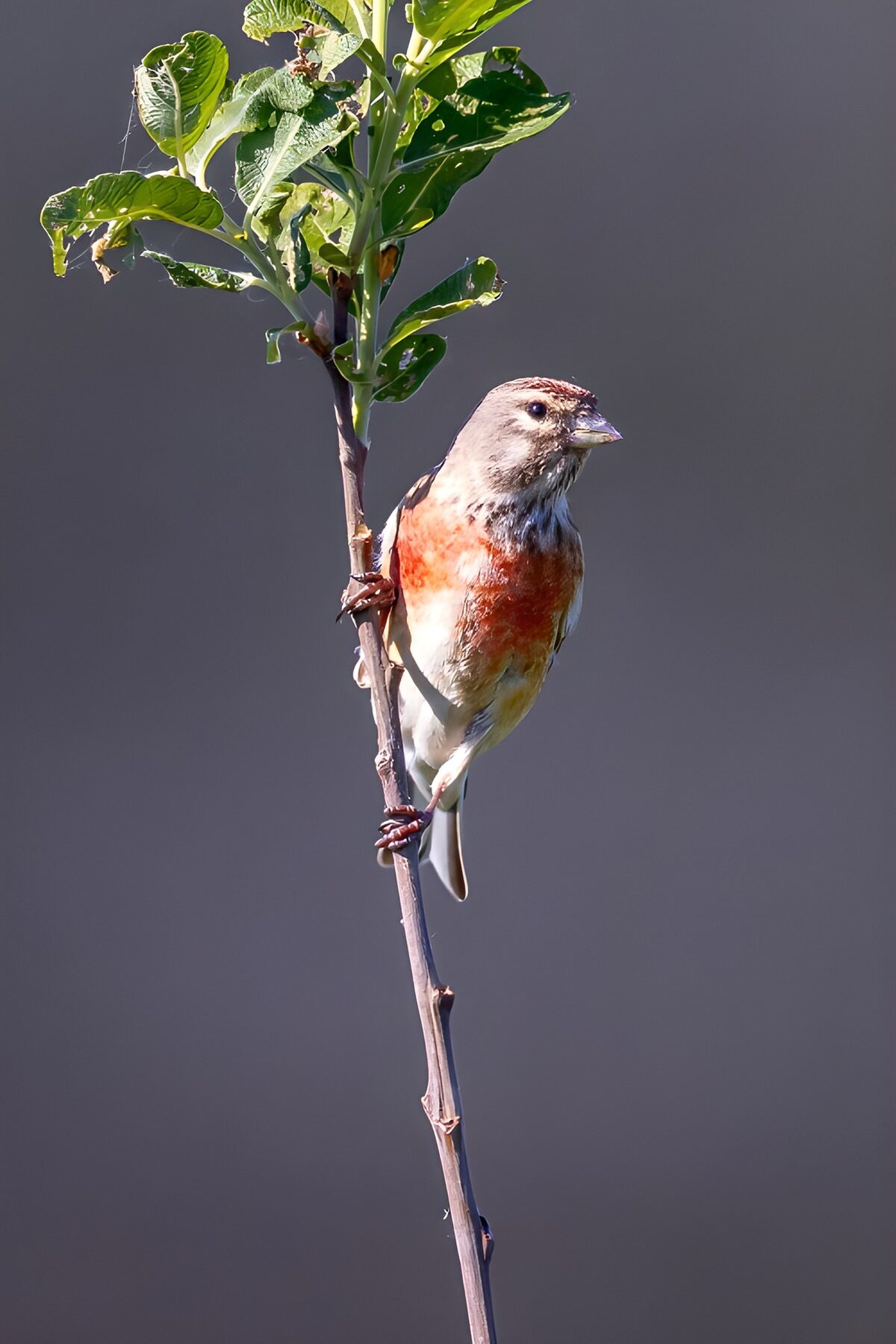 TPES38202: Pequeño pájaro al sol sobre una rama