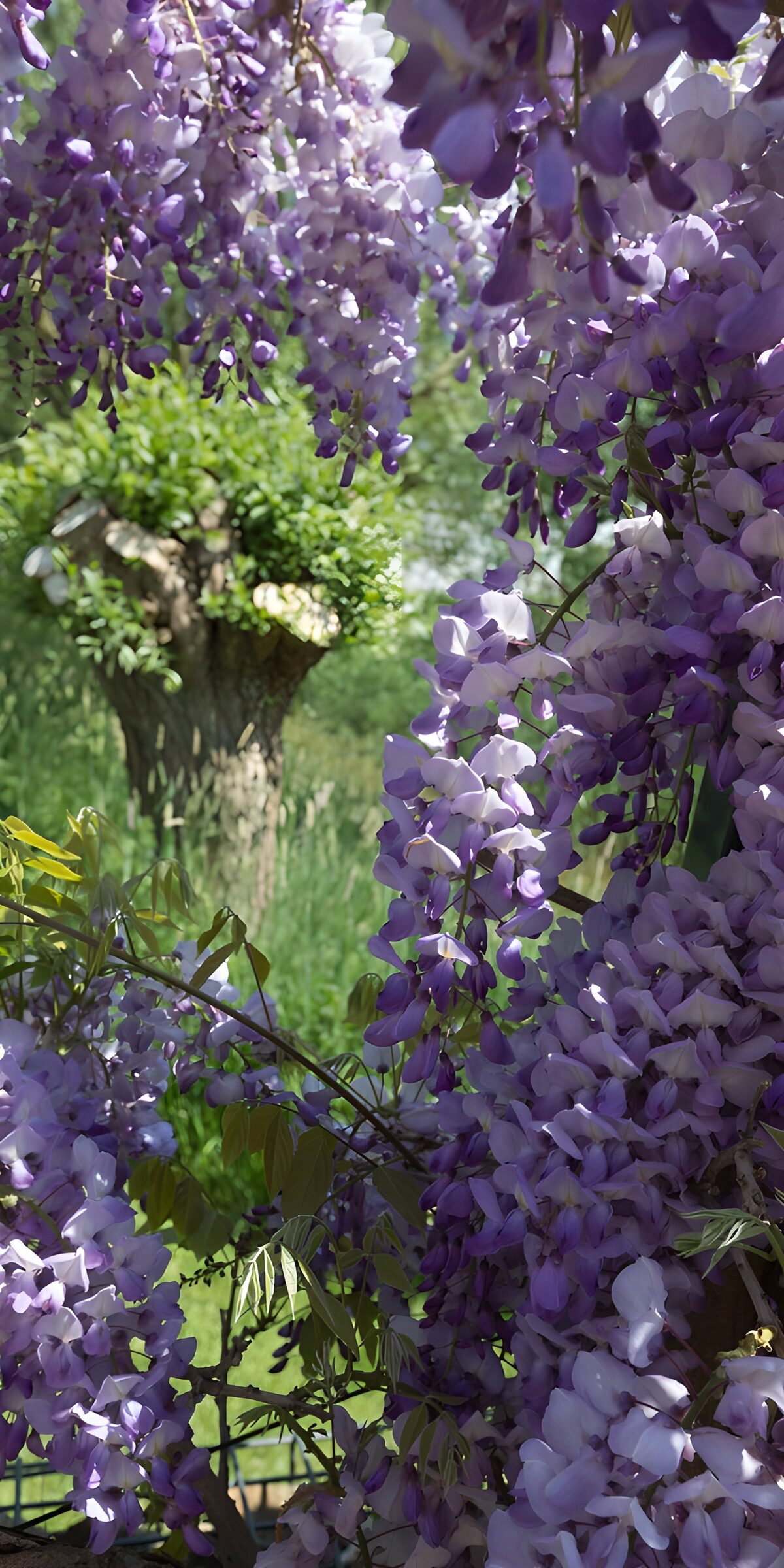TPES57571: Glicinas en flor a la luz del jardín