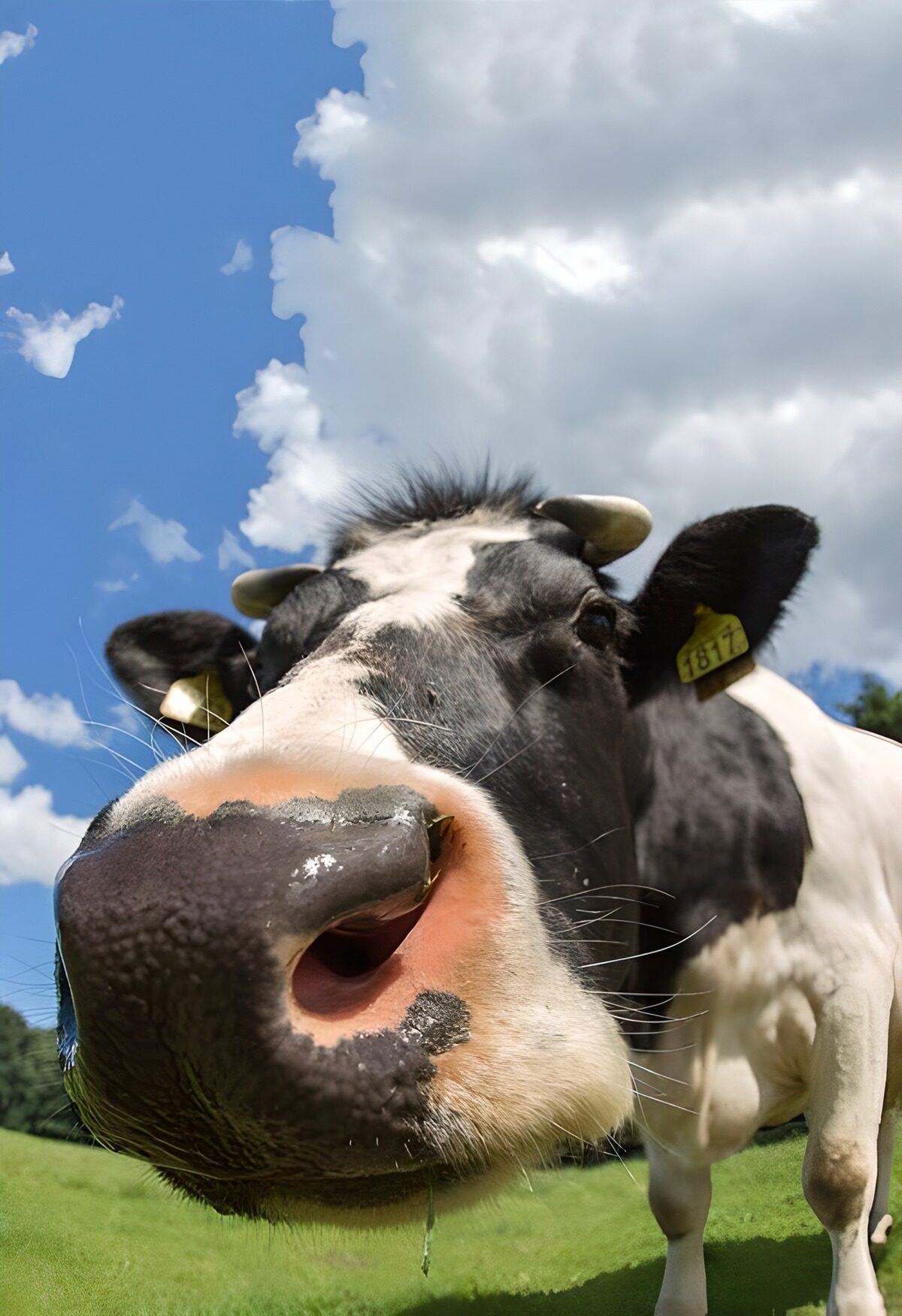 TPES46822: Vaca en primer plano, pura curiosidad
