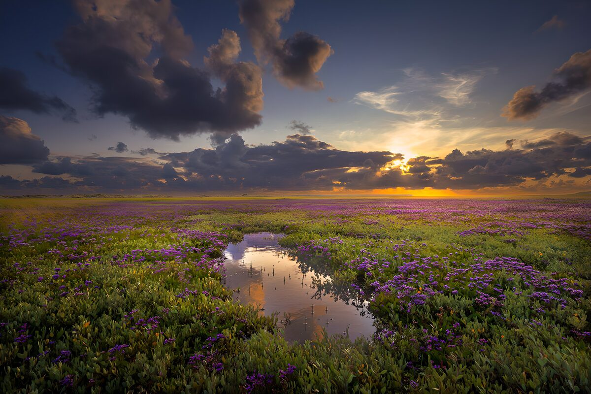 Pradera de flores moradas al atardecer