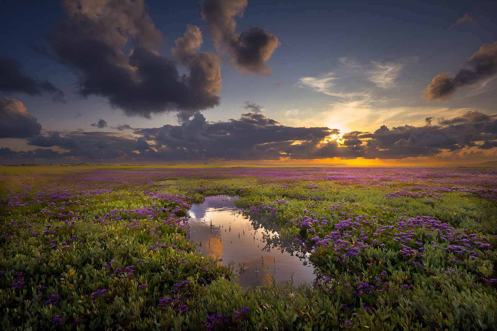 TPES82225: Pradera de flores moradas al atardecer