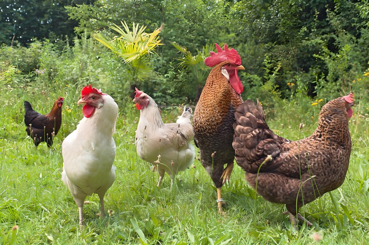 Gallo y gallinas entre la hierba alta
