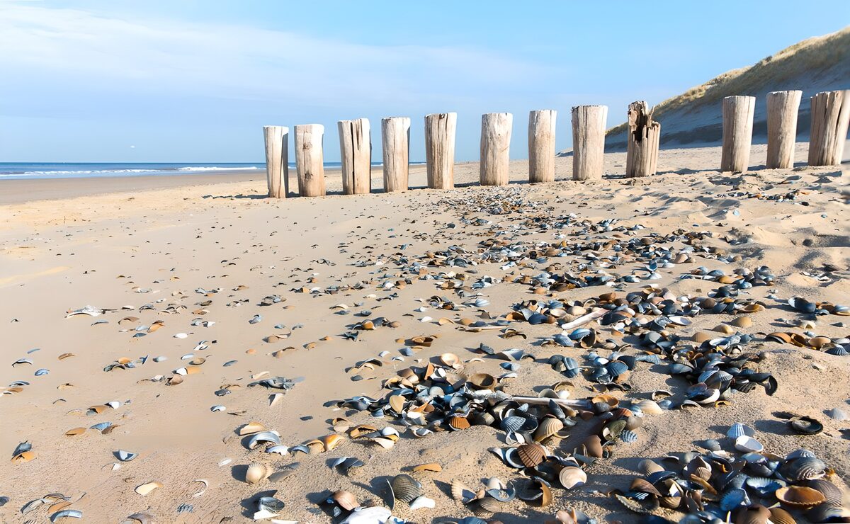 TPES20018: Playa de conchas y postes de madera