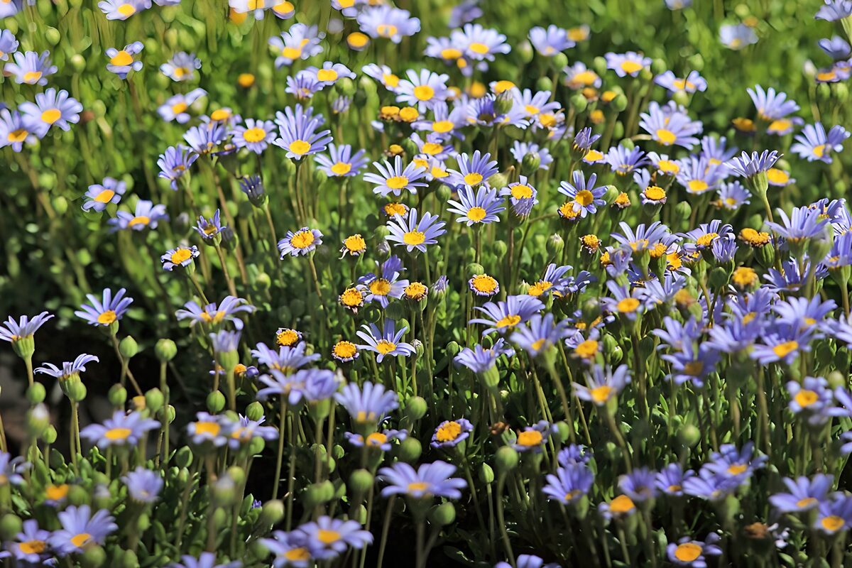Flores azules y malvas a pleno sol