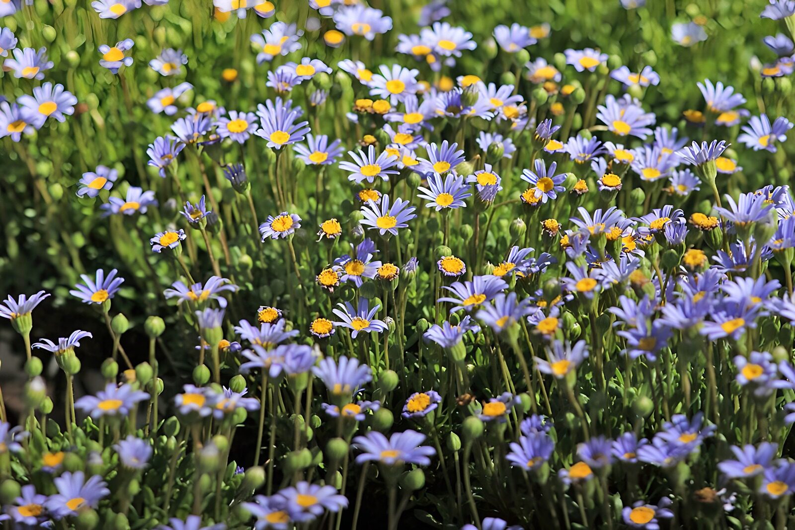 TPES90449: Flores azules y malvas a pleno sol