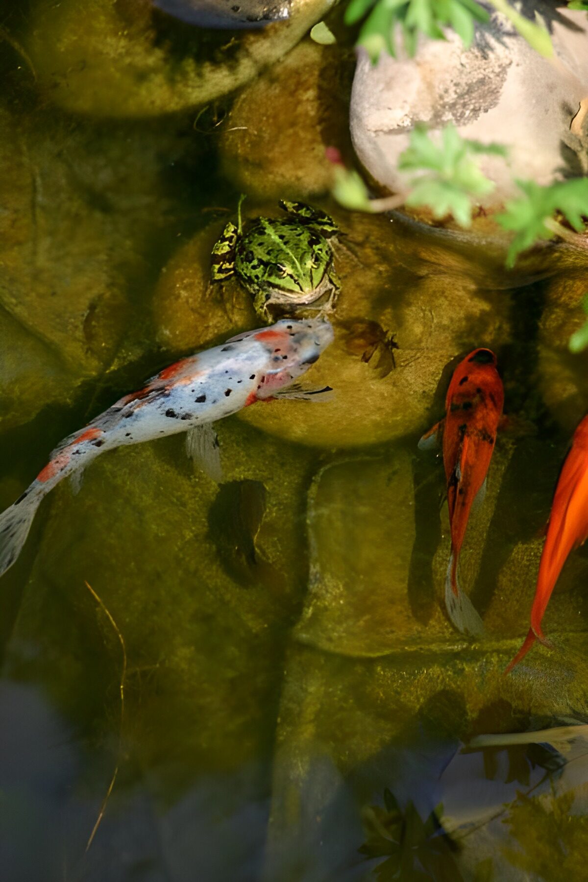 TPES88366: Carpas koi y una rana entre piedras
