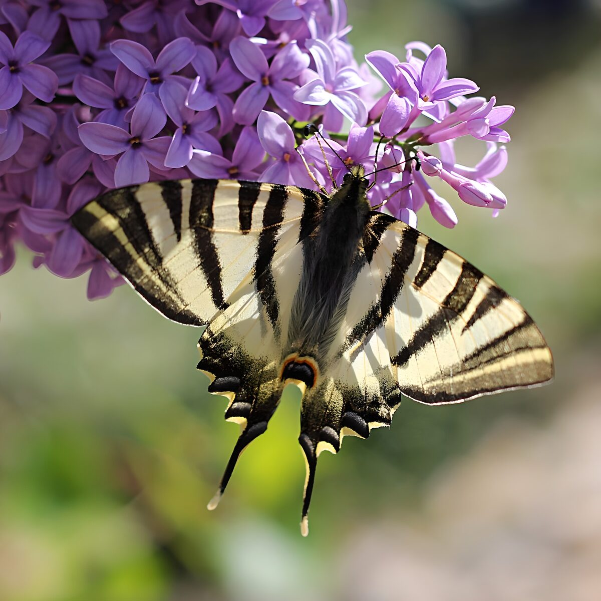 Mariposa sobre flores de lila