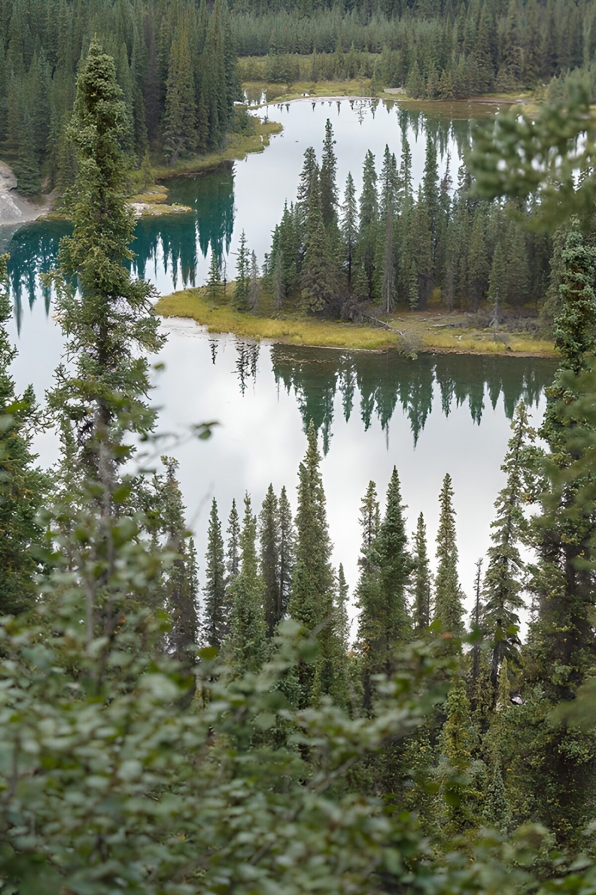 El bosque se mira en el lago