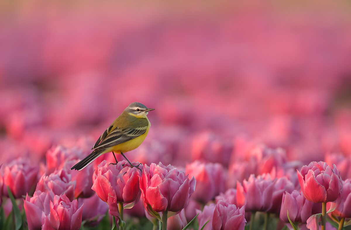 Lavandera con palco en un tulipán