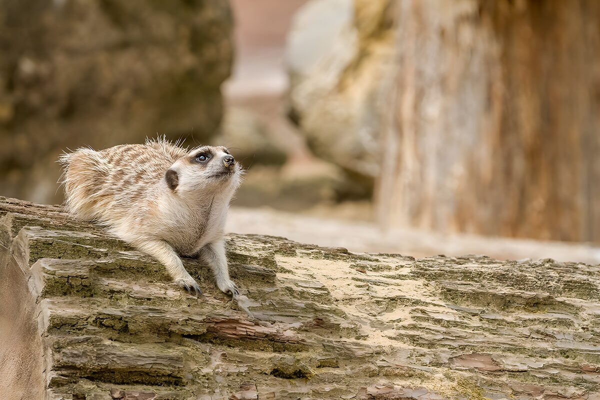 Suricata en reposo sobre un tronco