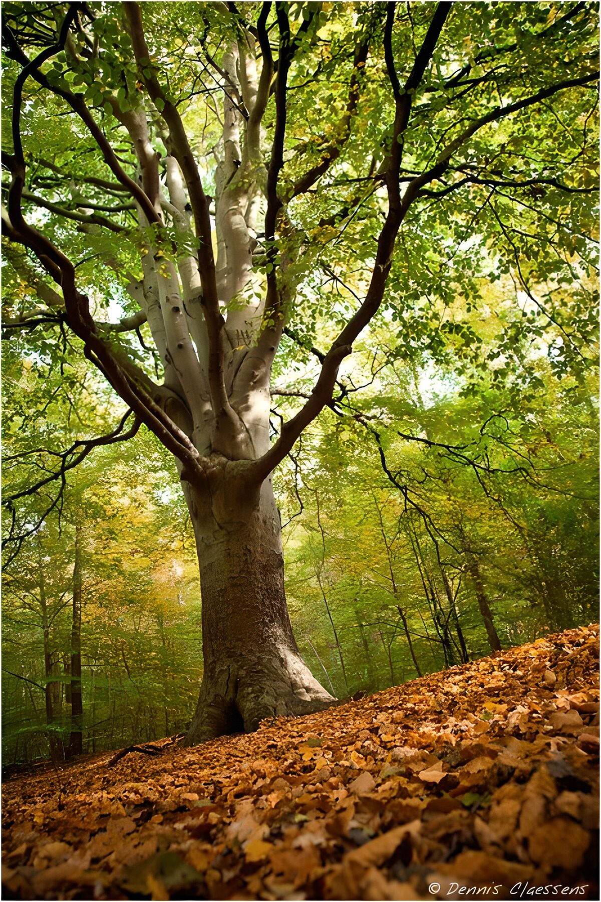 Haya en una ladera de otoño