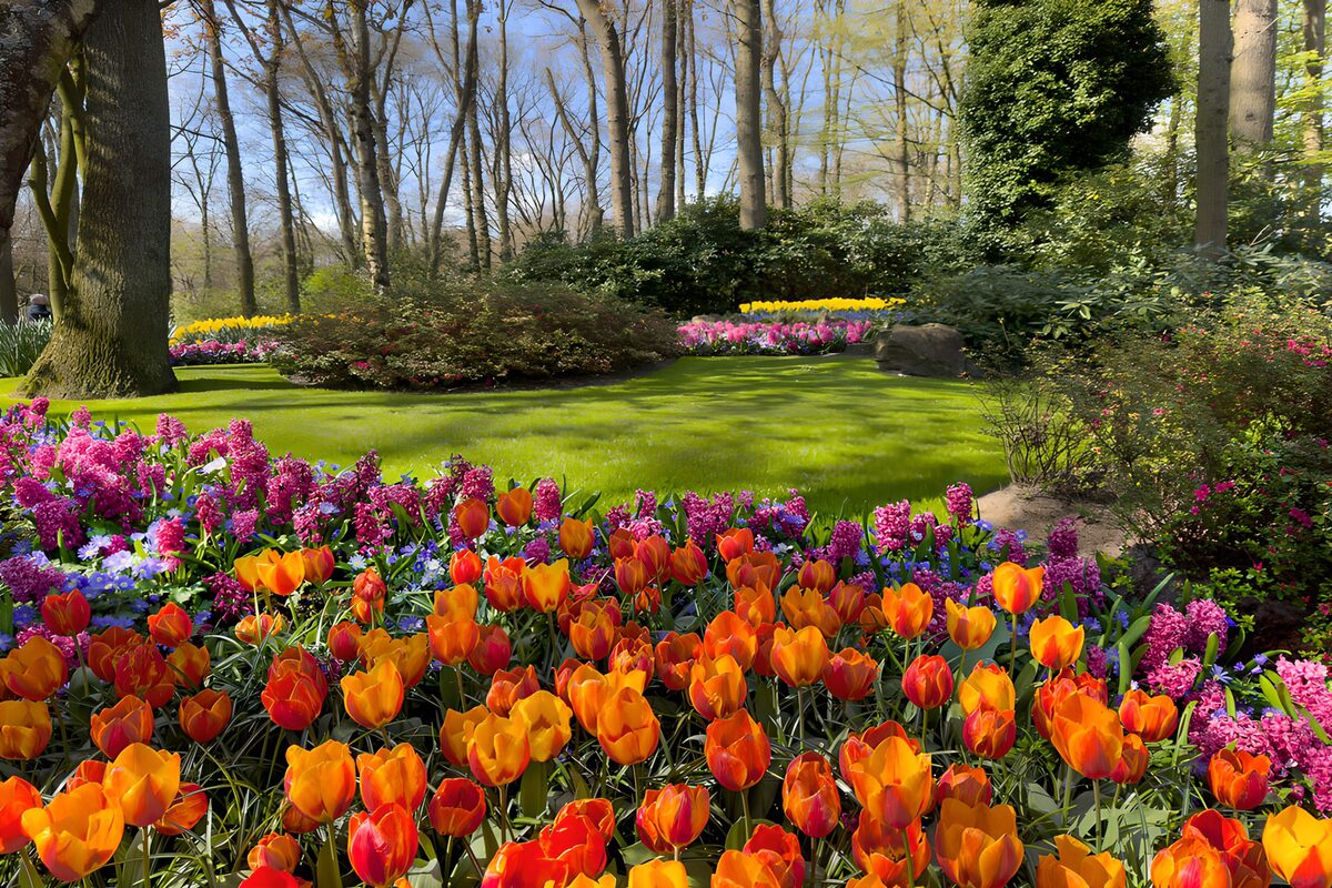 TPES35403: Tulipanes naranjas y jacintos al sol