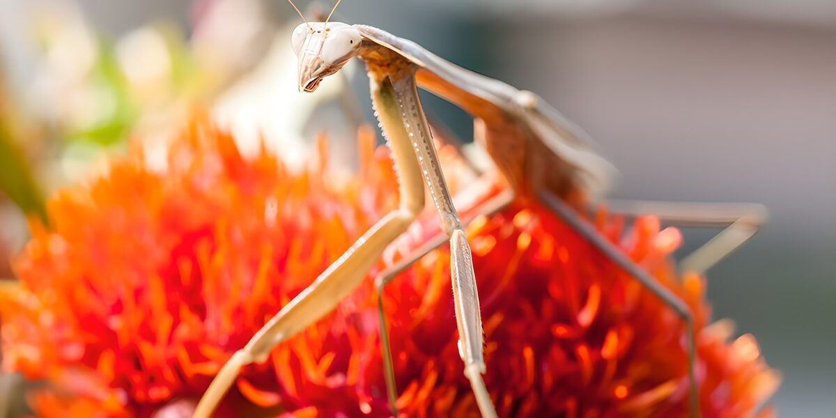 Mantis sobre una flor roja y naranja