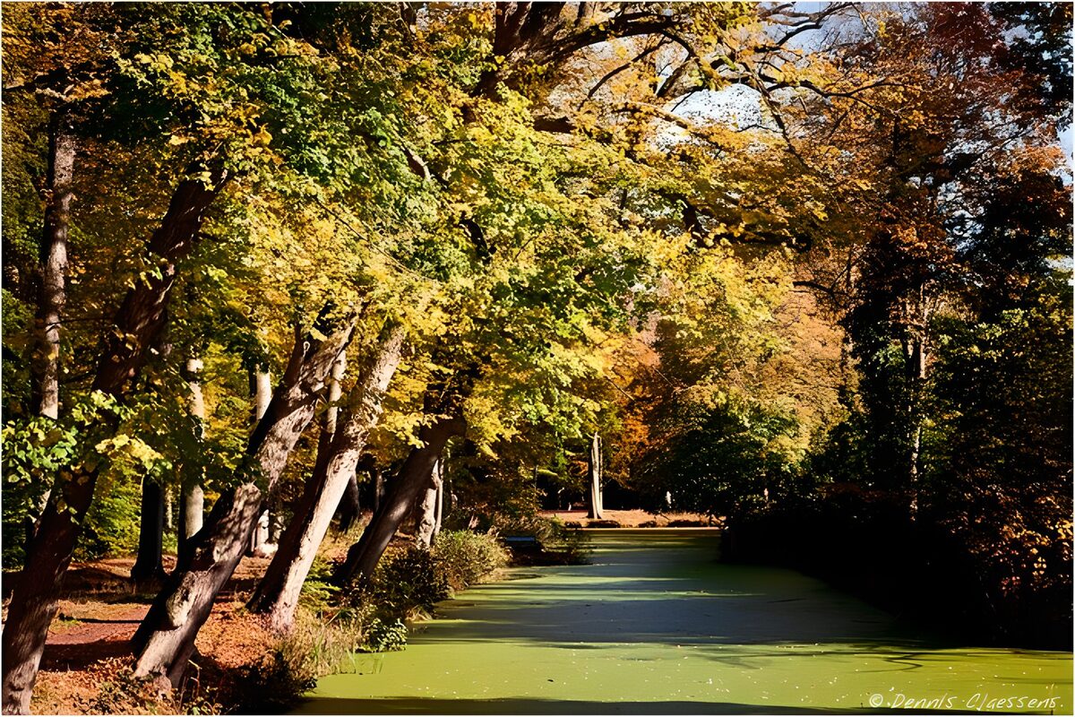 Agua verde entre árboles de otoño