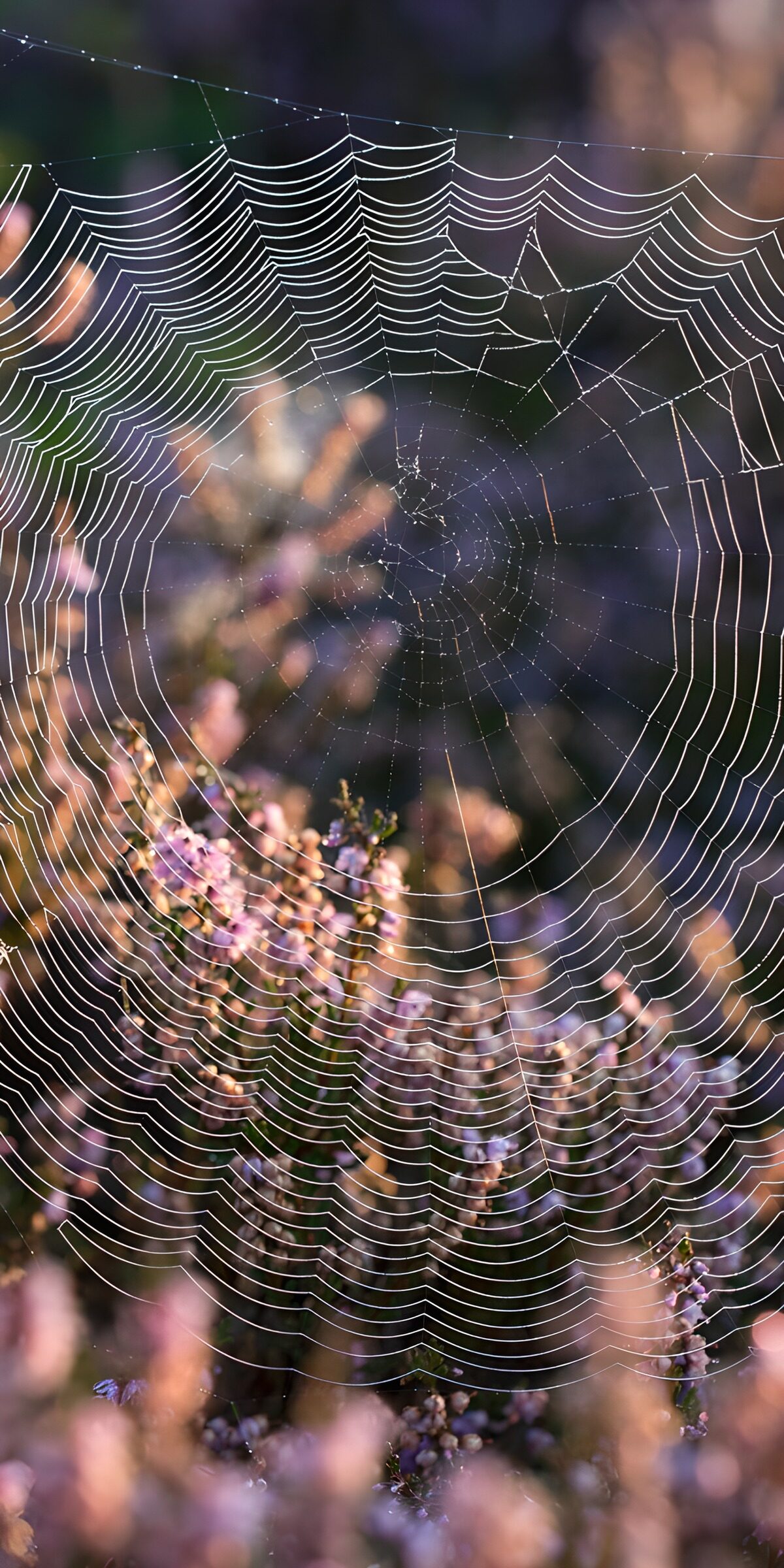 TPES91206: Telaraña plateada entre brezos en flor