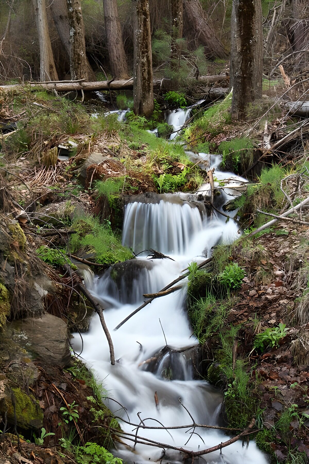 TPES78721: Arroyo entre rocas y musgo