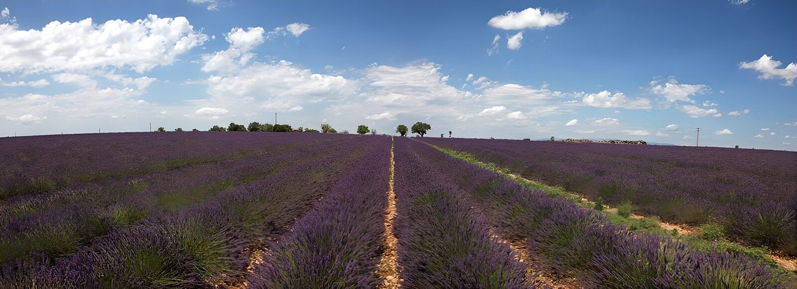 TPES72567: Campo de lavanda bajo un cielo con nubes