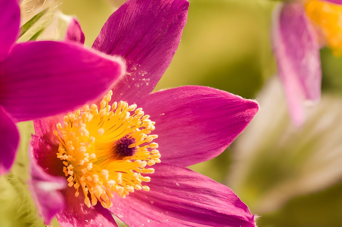 Flor rosa y morada en primer plano