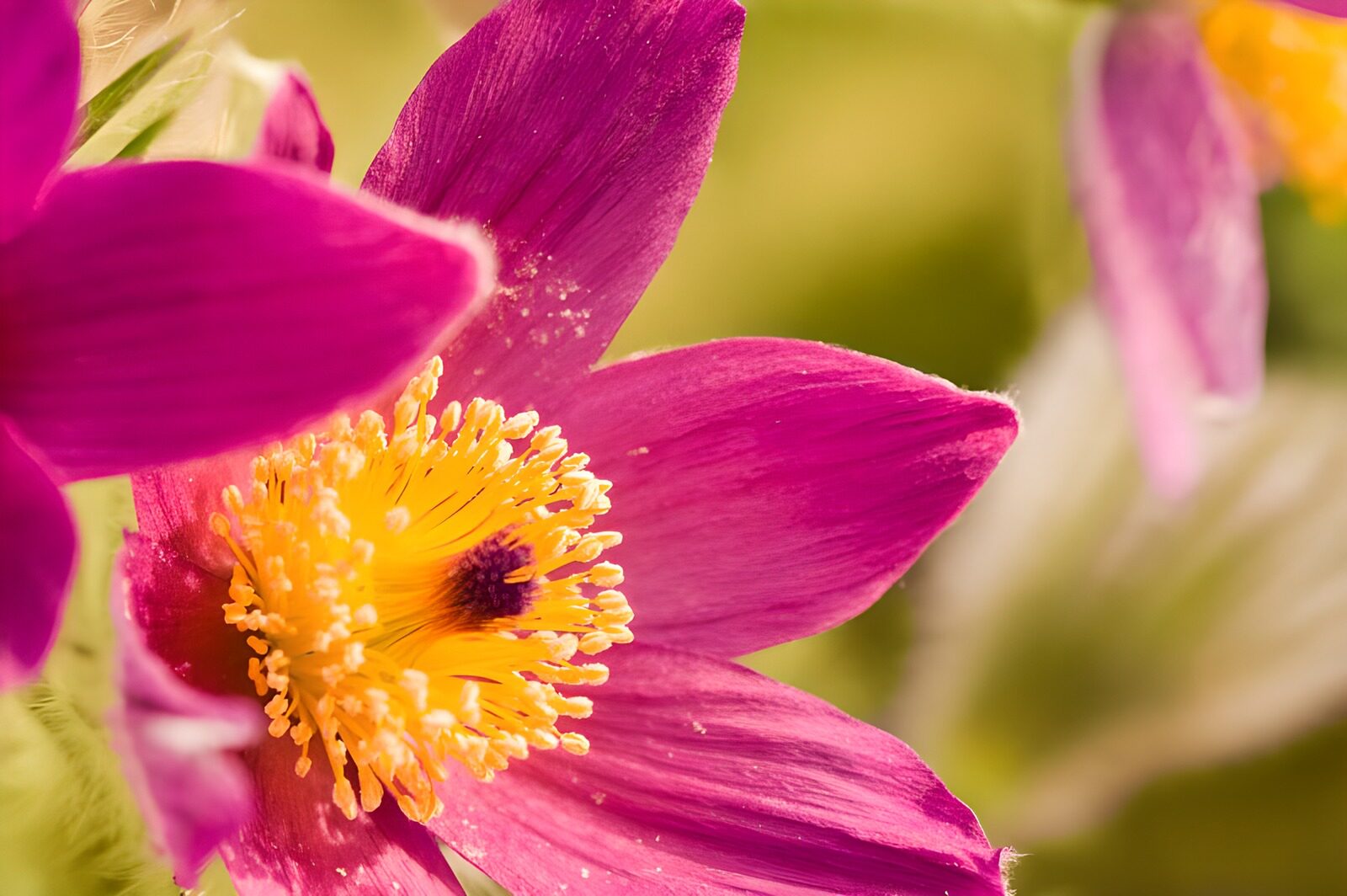 TPES45847: Flor rosa y morada en primer plano