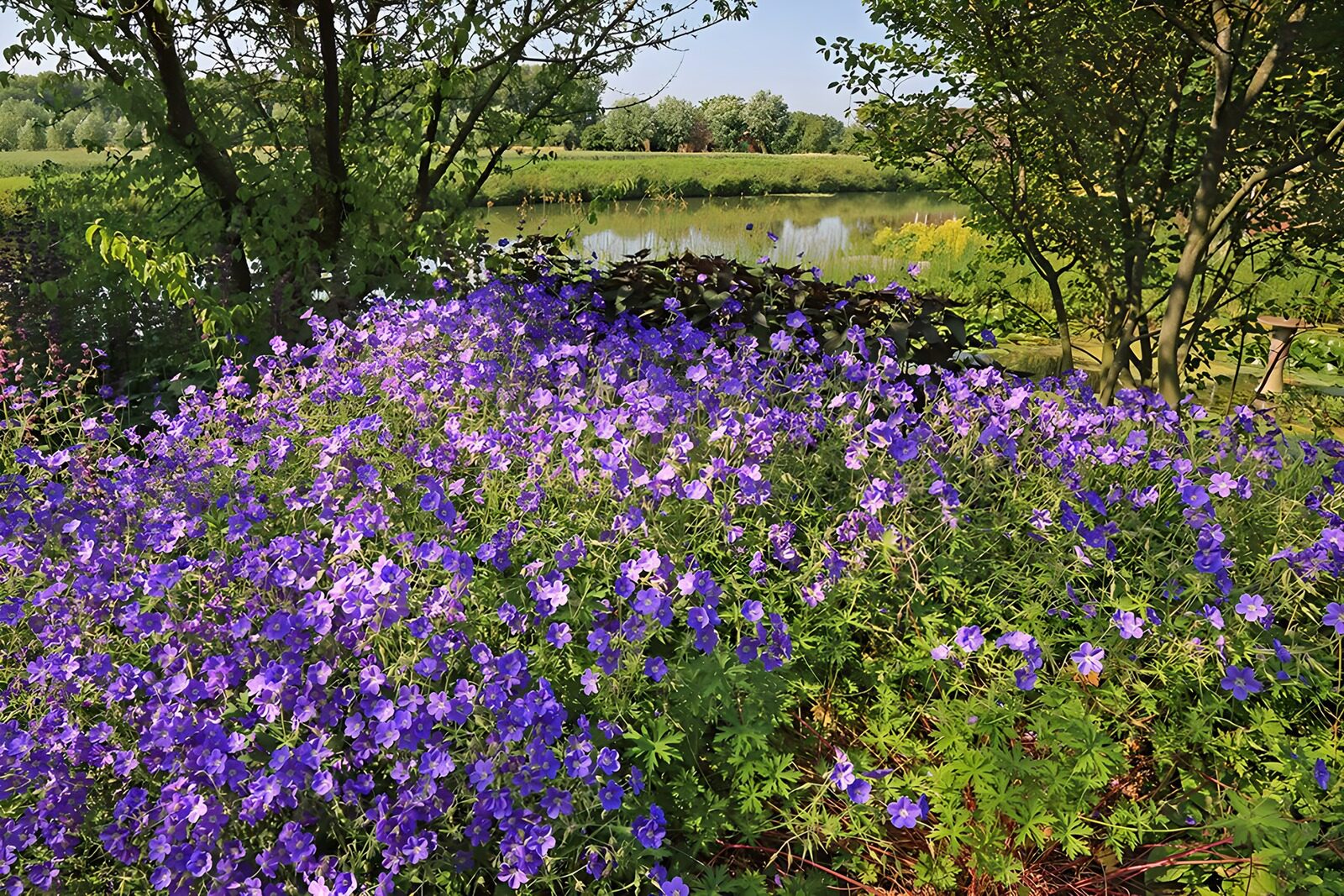 TPES67625: Flores violetas junto al estanque