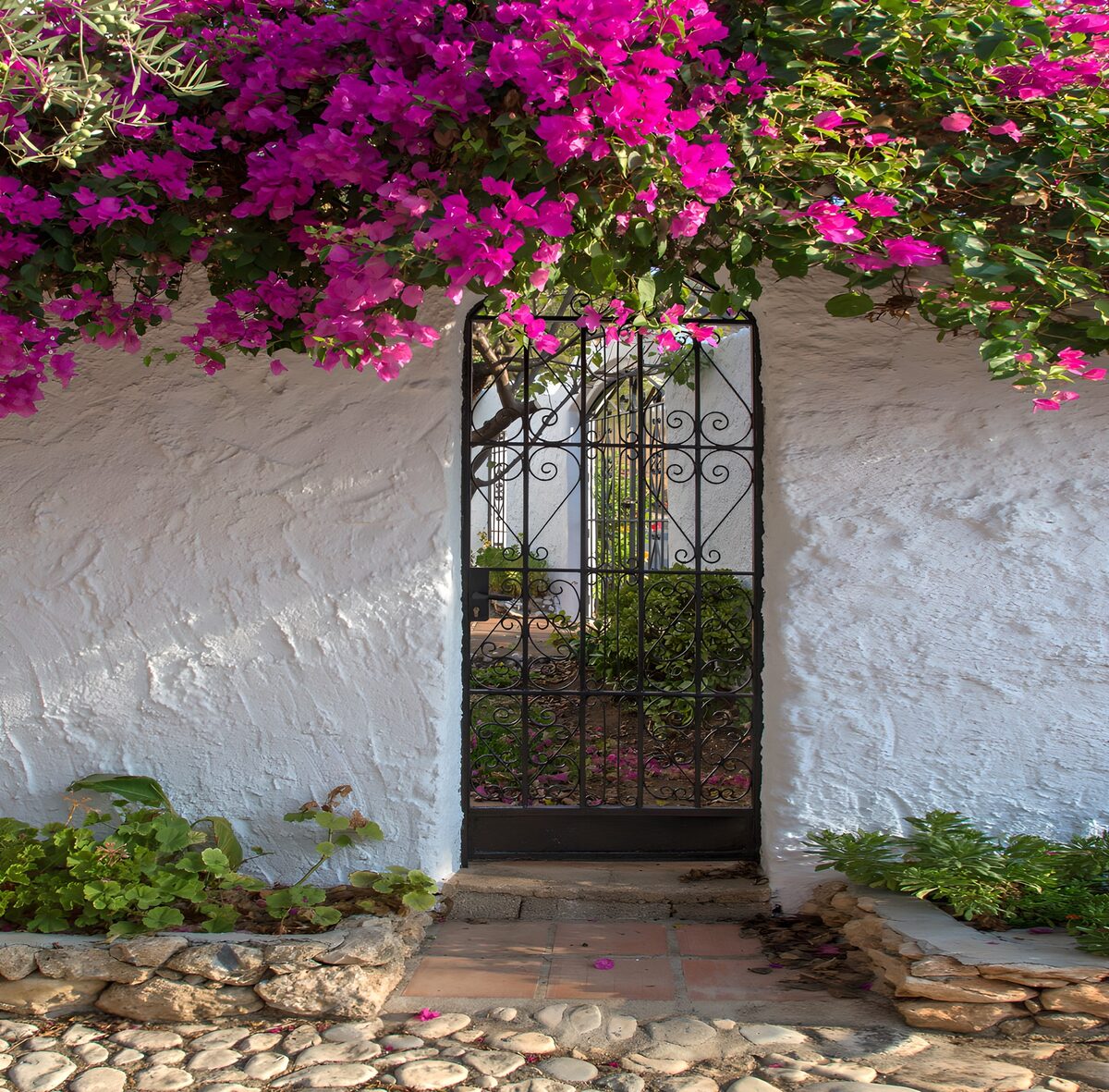 Portón de forja bajo la buganvilla