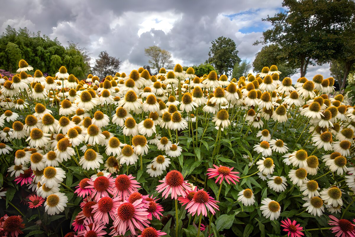 Equináceas blancas y rosas en verano