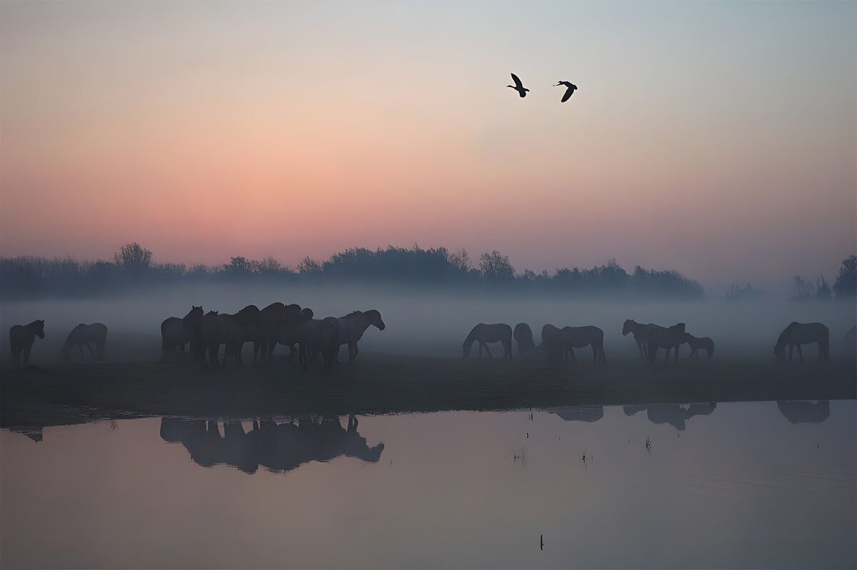 Caballos entre la niebla y el agua