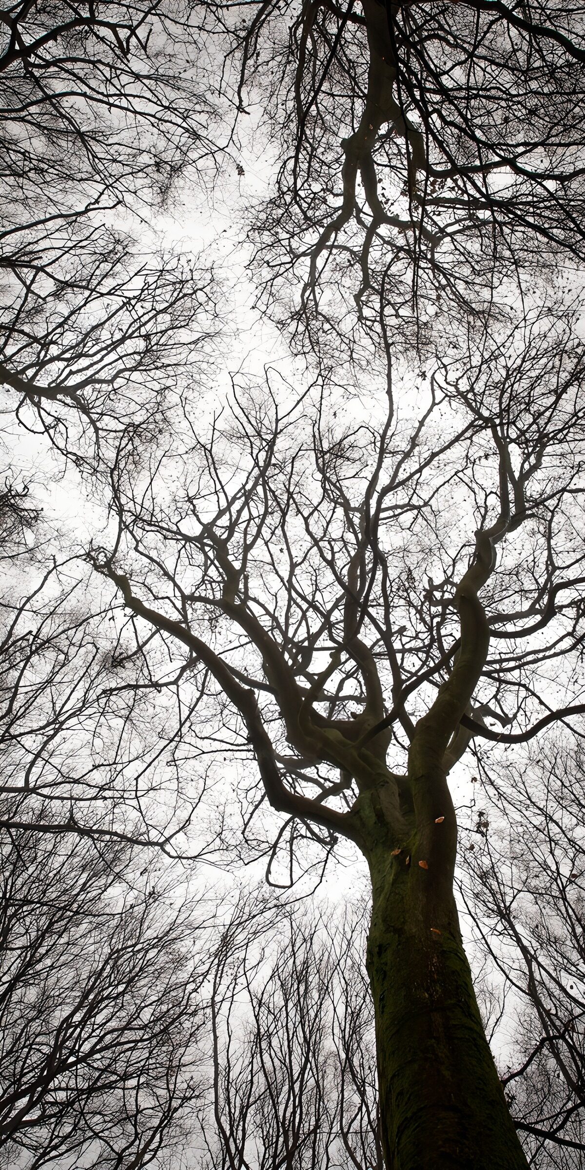TPES96851: Árboles sin hojas bajo un cielo gris