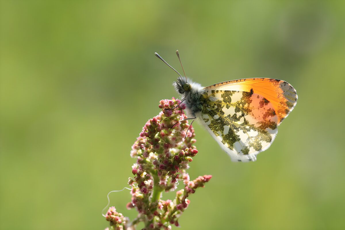 Mariposa aurora sobre flores rosas