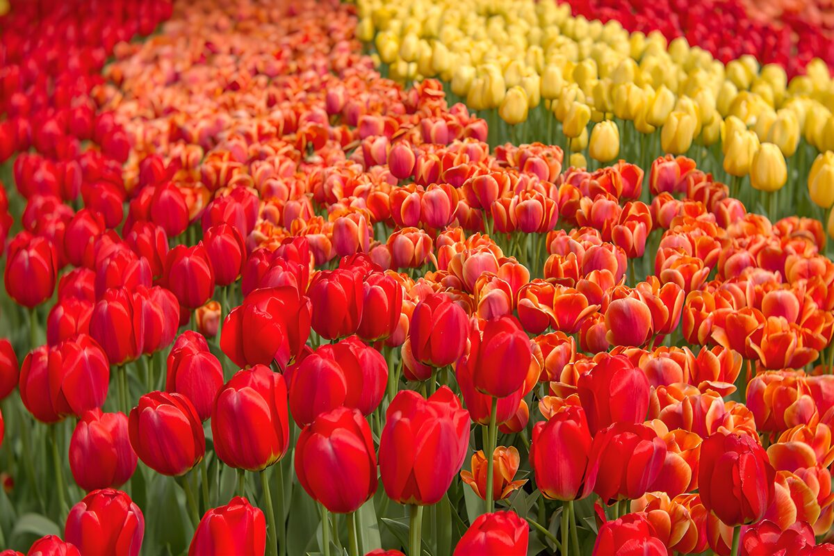 Tulipanes rojos, naranjas y amarillos