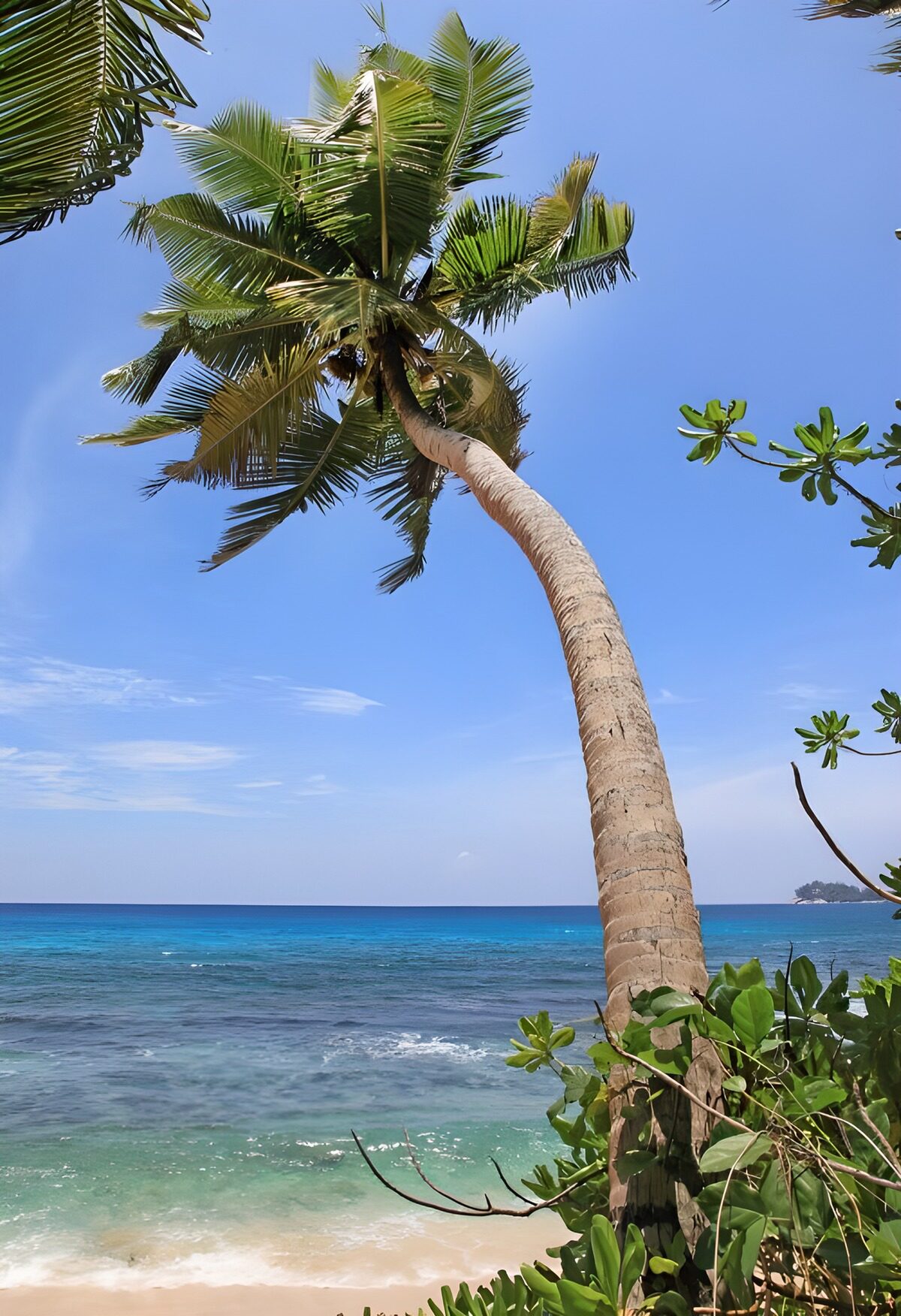 TPES16204: Palmera curva sobre una playa tropical