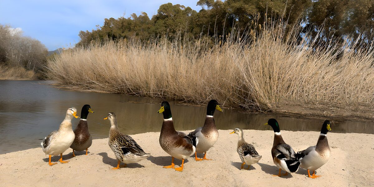 Ocho patos al sol en la orilla