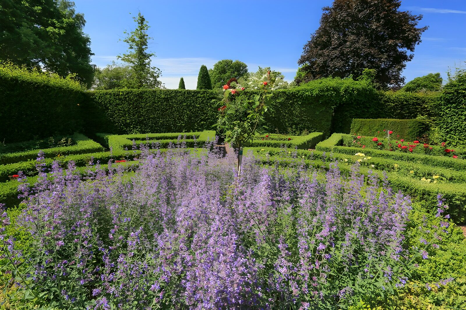 TPES94262: Jardín de rosas y flores moradas al sol