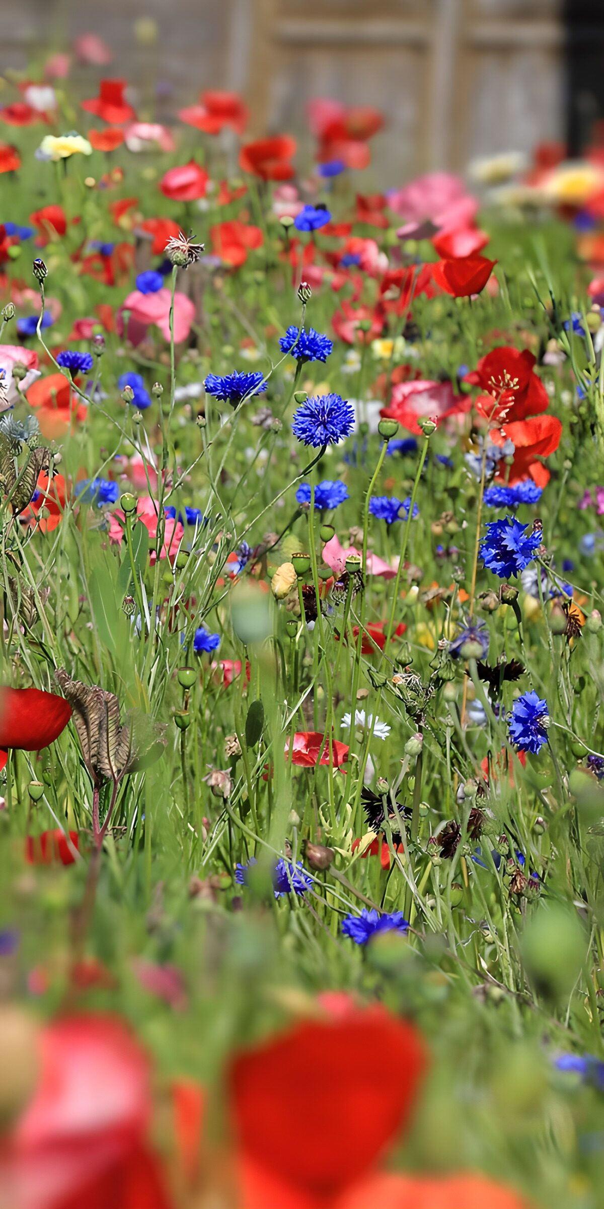 TPES51030: Amapolas y acianos, vaya pandilla